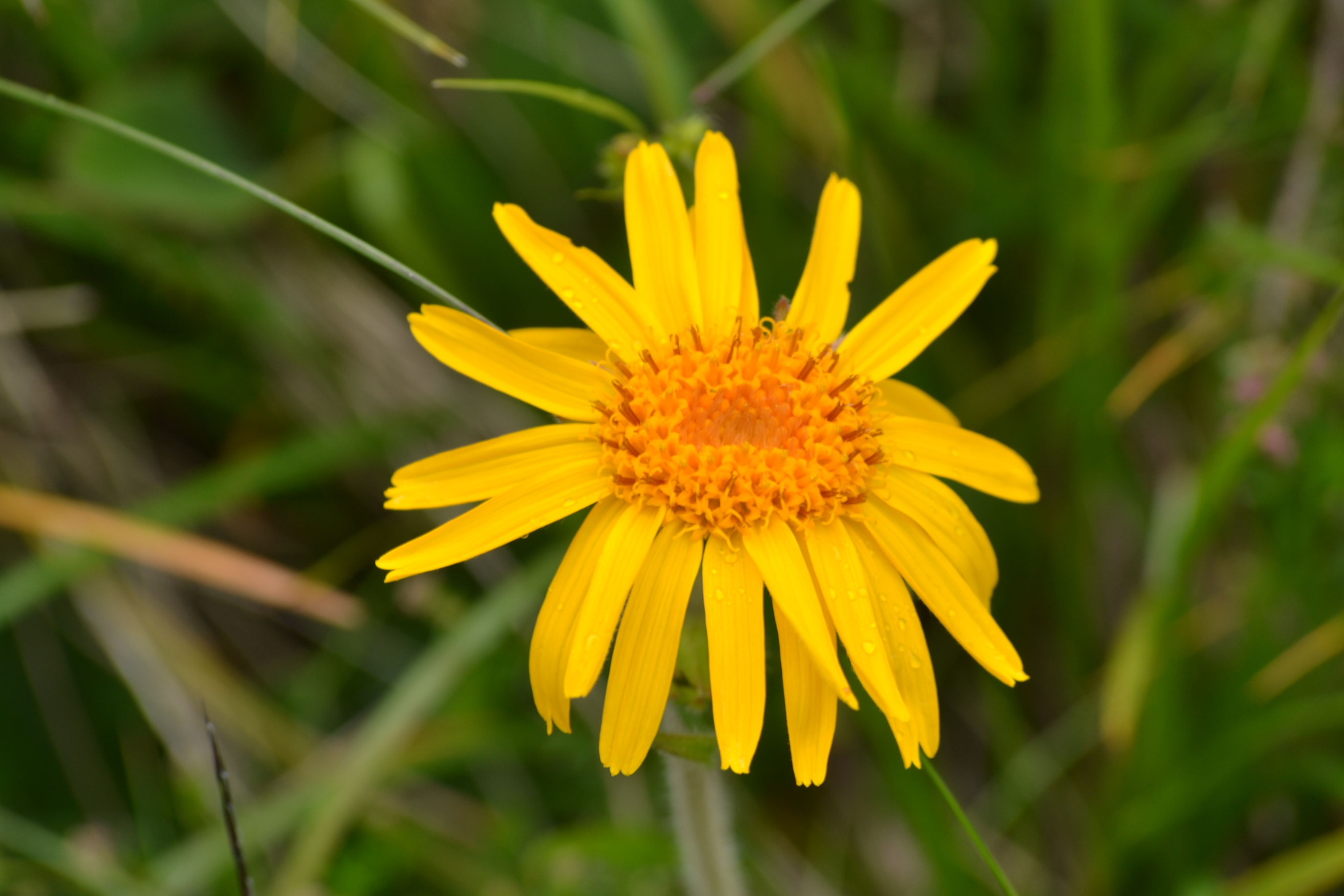 varwwwhtmlwp-contentuploads201602arnica-golpes.jpg