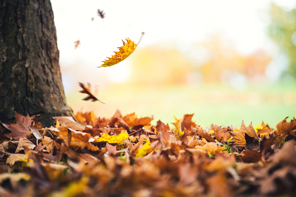 Autumn leaves falling to the ground in city park.