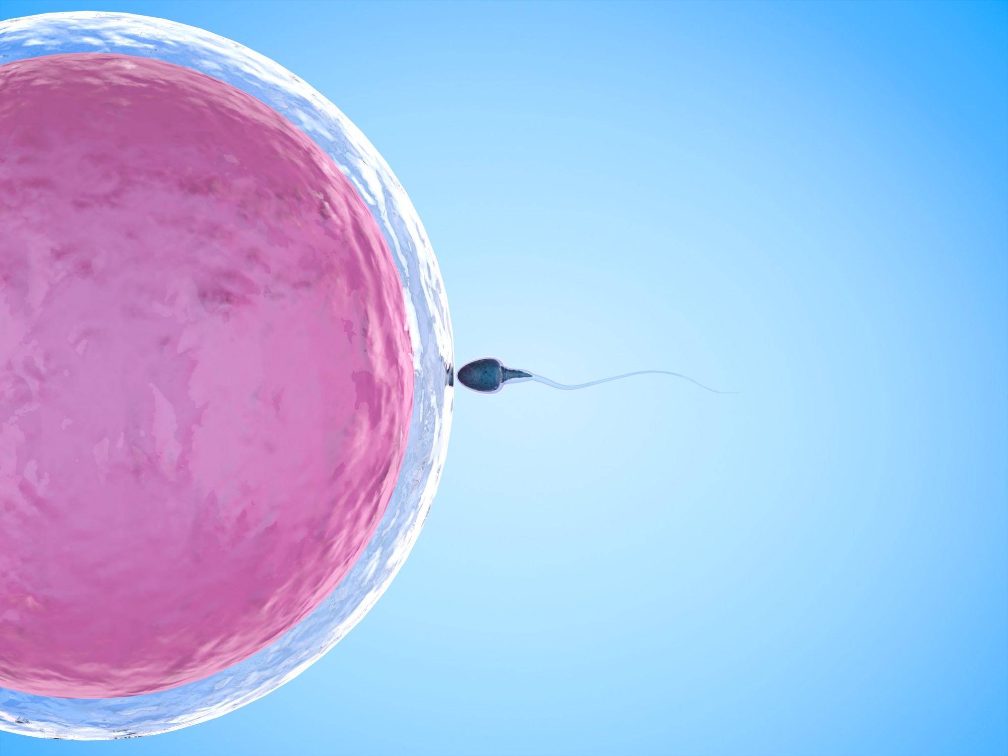 3d rendering sperm fertilize with ovum