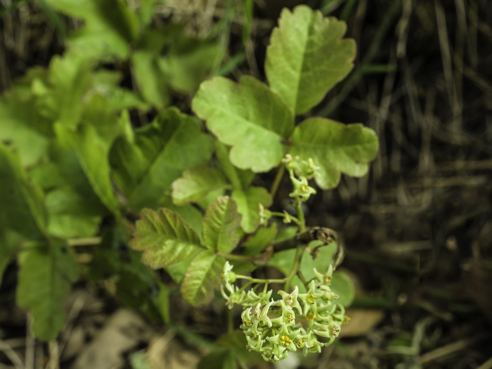 RHUS-TOXICODENDRON-1-e1636642818389