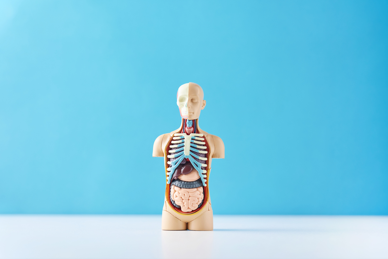 Human anatomy mannequin with internal organs on blue background