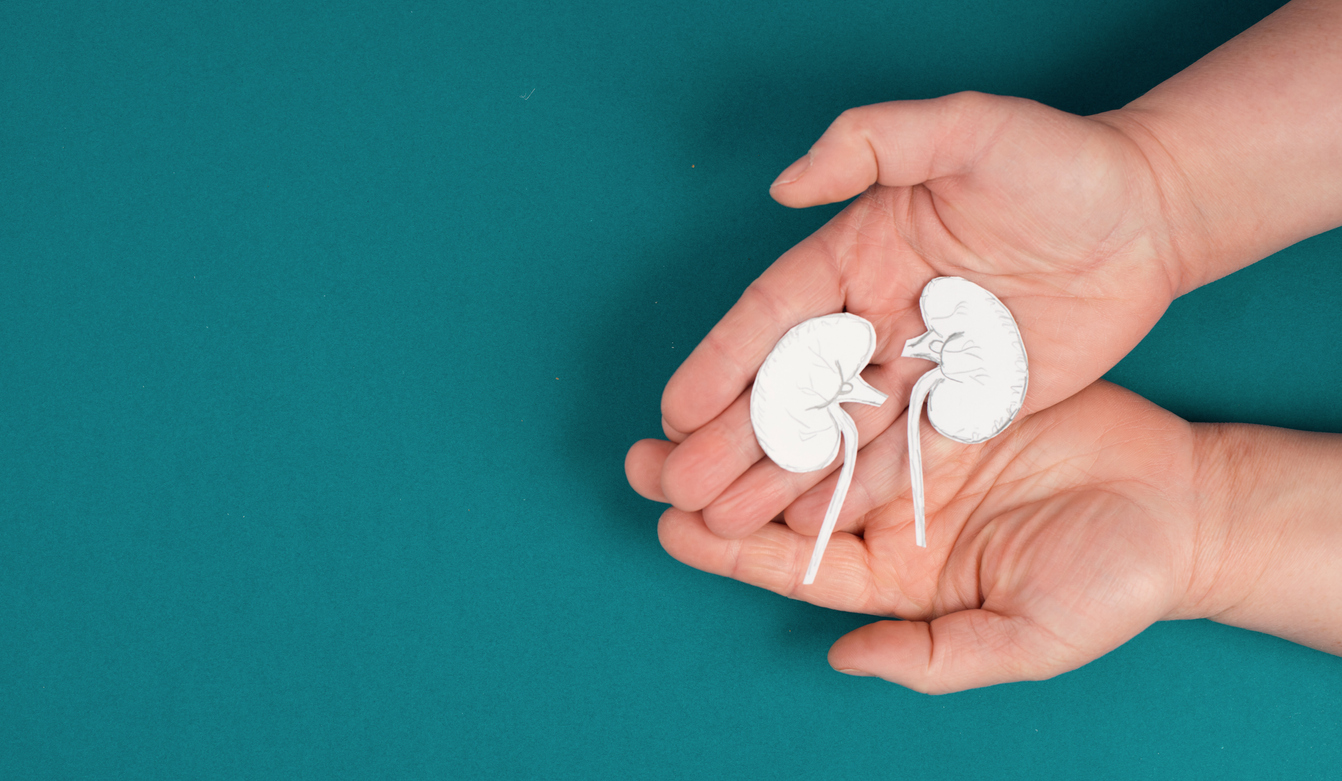 Hands holding a kidney, paper cut out, world kidney day, health problems, organ transplantation, medical issue