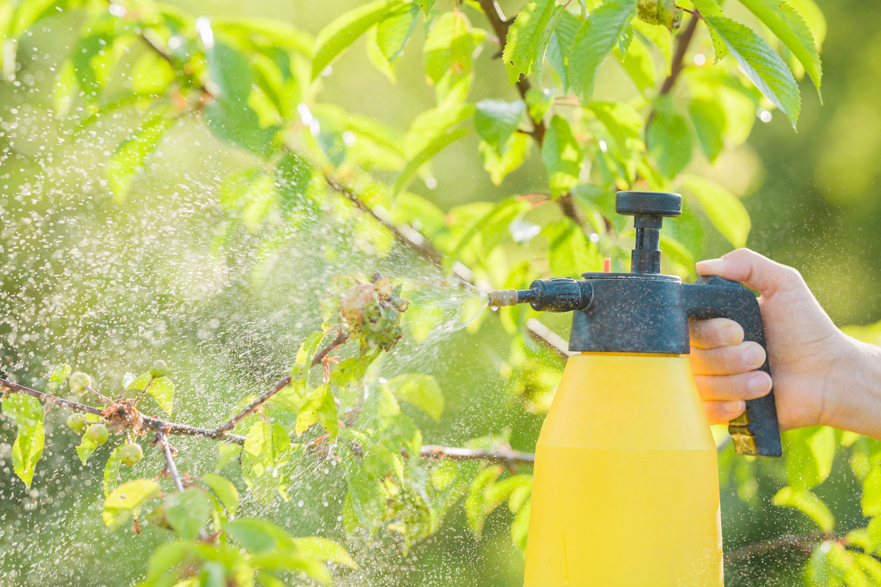 Young adult woman hand holding spray bottle and spraying chemical liquid on cherry leaves with aphids in summer day. Fruit trees treatment from parasites attack. Garden problems and solution. Closeup.