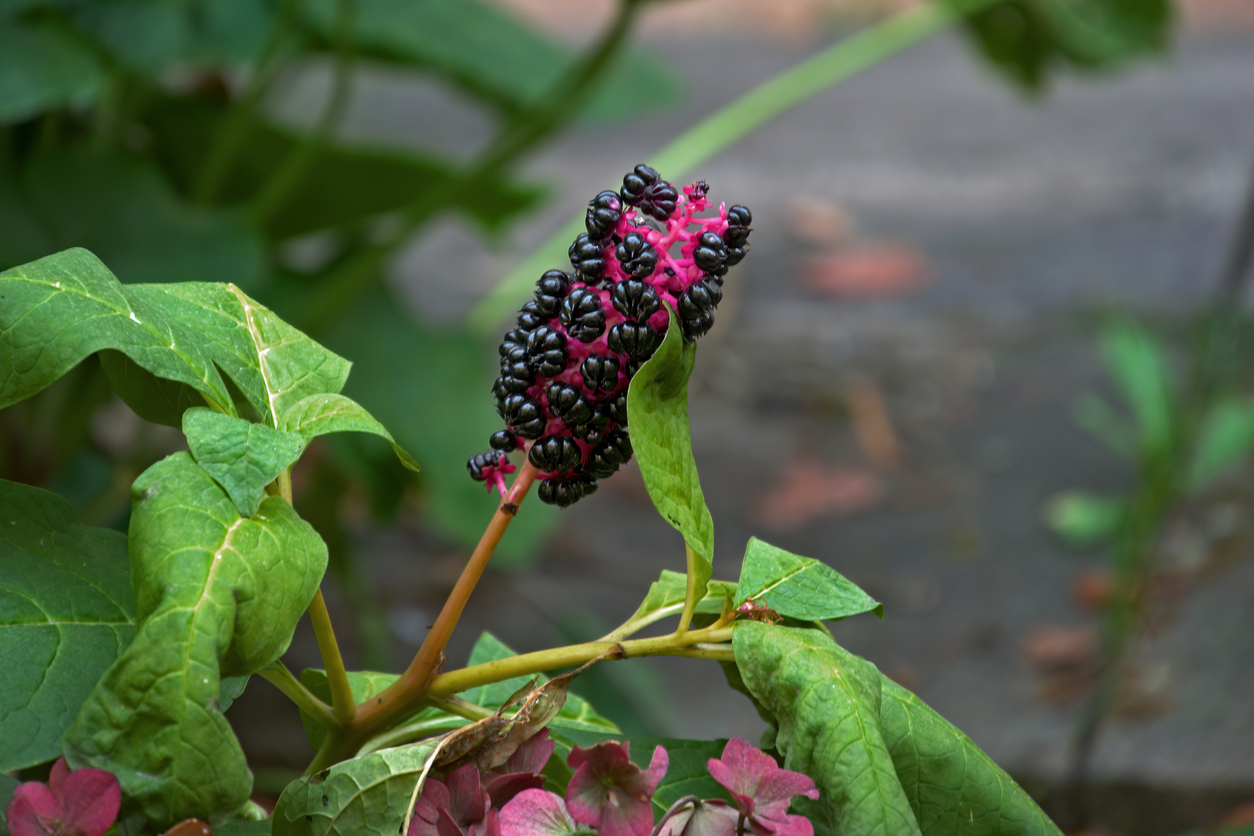 Phytolacca (Phytolacca decandra) Kermesberry.
Kermesberries are native to South America.
The plant and berries are poisonous.
Phytolacca is used in homeopathy.
Phytolacca (Phytolacca decandra) Kermesberry.
Kermesberries are native to South America.
The plant and berries are poisonous.
Phytolacca is used in homeopathy.