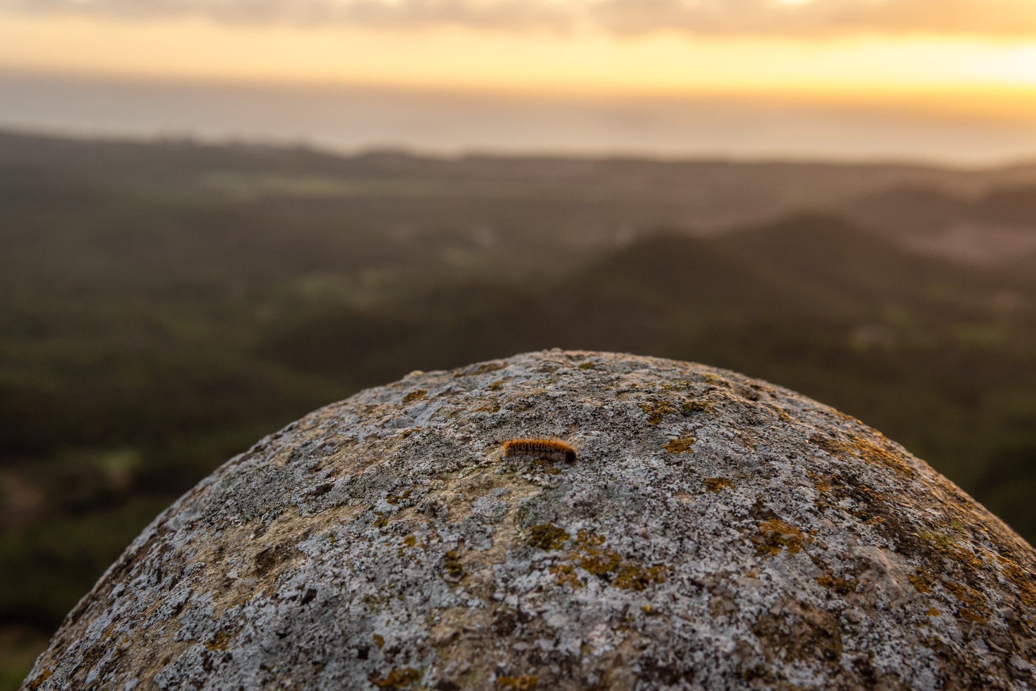 Processionary worms, Thaumetopoea pityocampa, on a rock at dawn on the island of Mallorca, Spain
