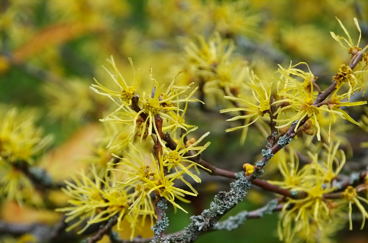 HAMAMELIS-VIRGINICA