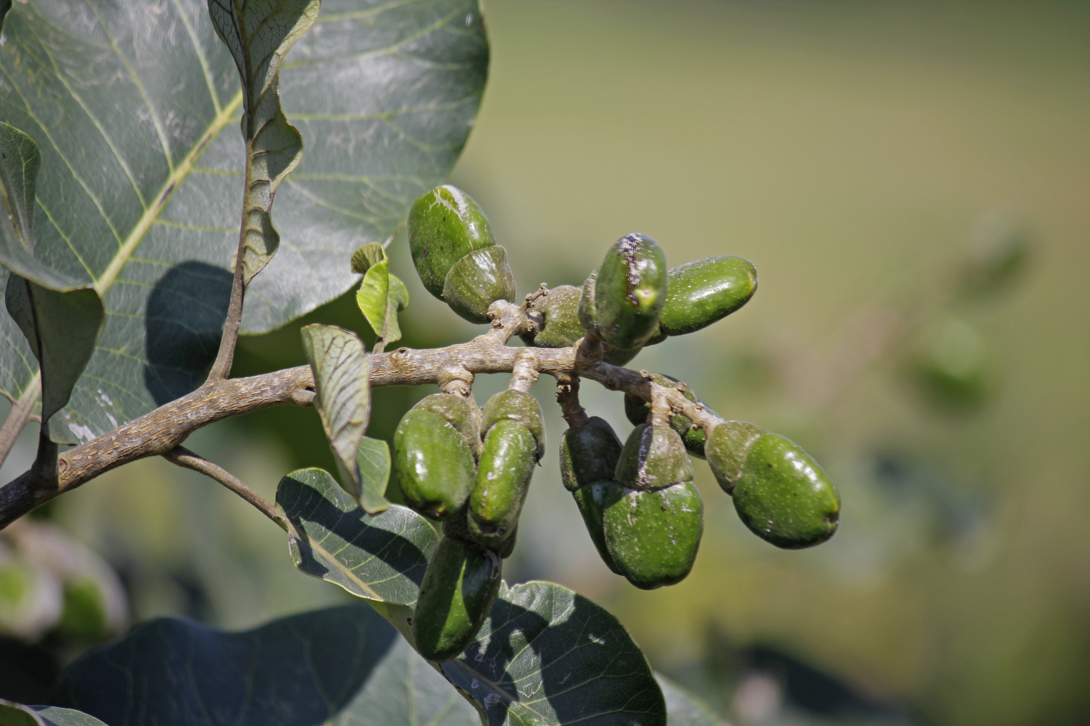 Fruits of Semecarpus anacardium. It is a deciduous tree. The nut is ovoid and smooth lustrous black. In Ayurveda, the fruit is considered a rasayana for longevity and rejuvenation.