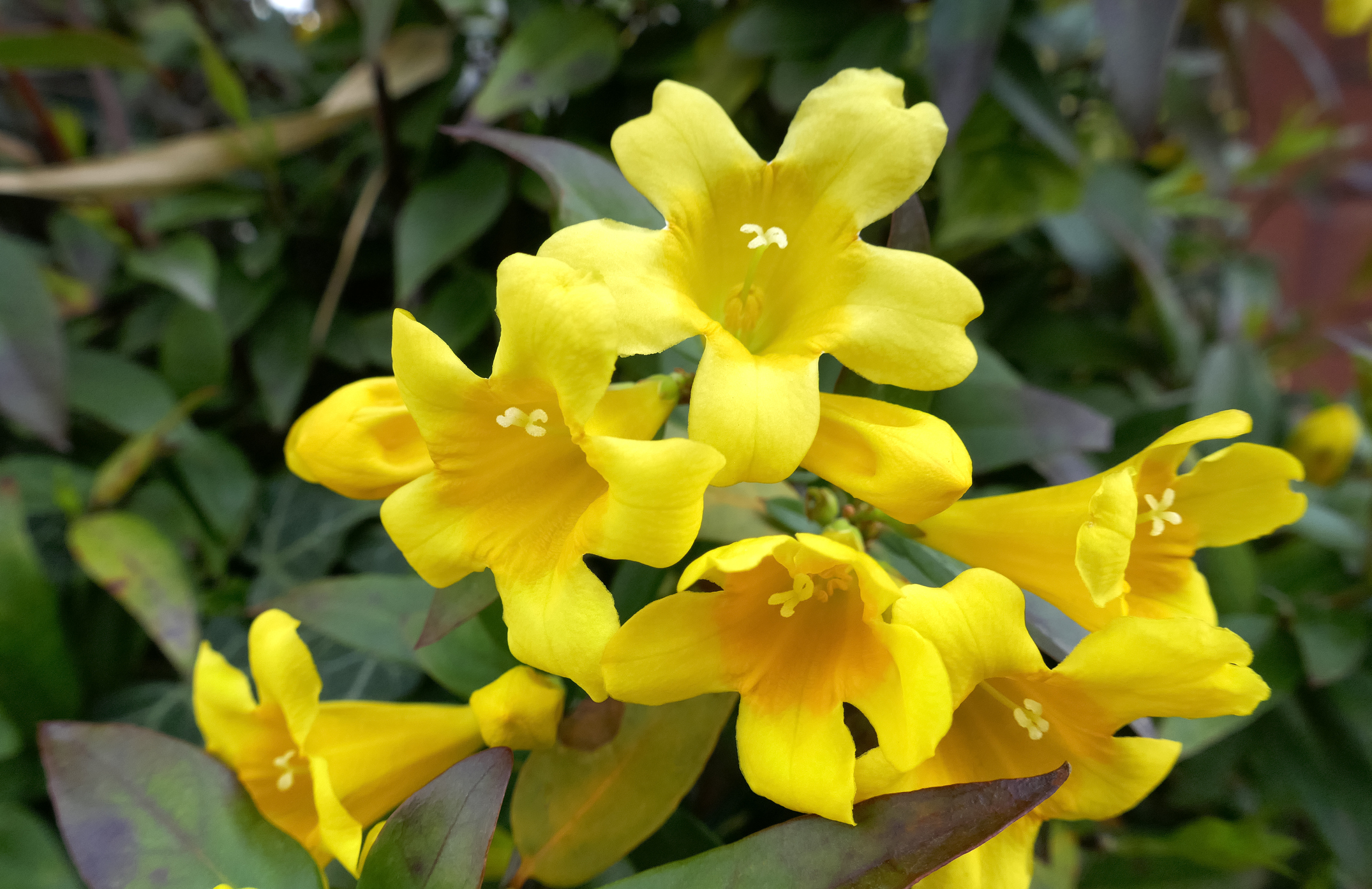 Yellow flowers blooming in the spring season. 「Yellow jasmine」、「Carolina jasmine」, Gelsemium sempervirens.