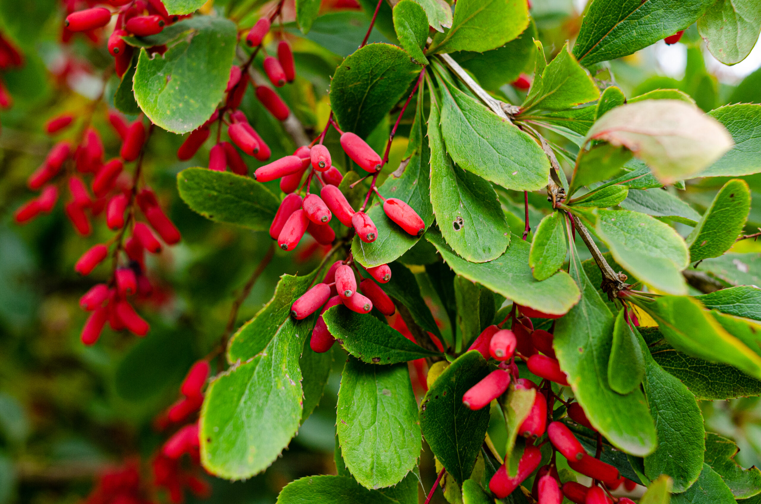 barberry ripe and unripe fruits on branches, group of berry-like pome fruits called serviceberry or juneberry